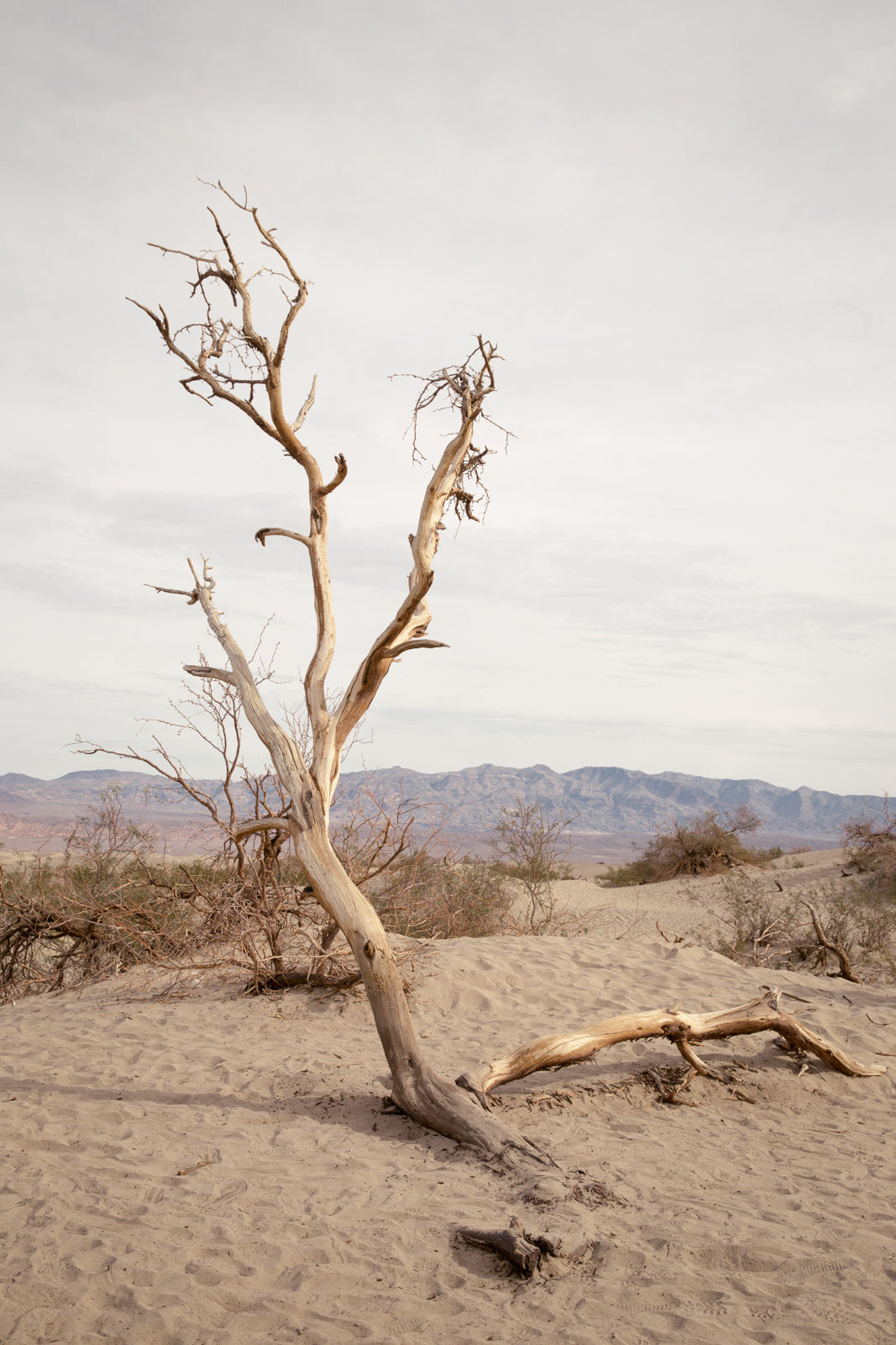 Bex Wade: For my love lies patiently