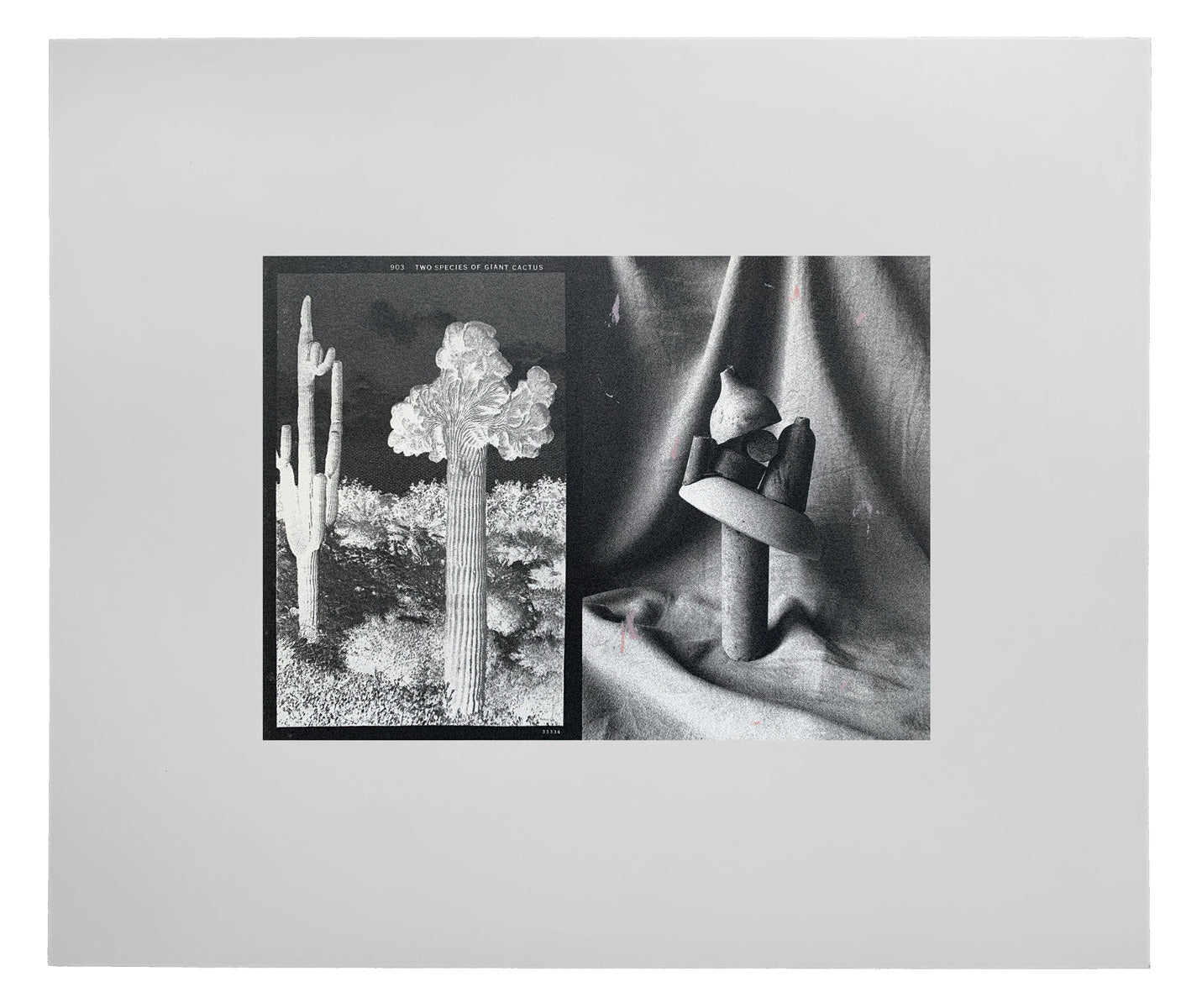 Ines Fernandez de Cordova: 903 Two Species of Giant Cactus