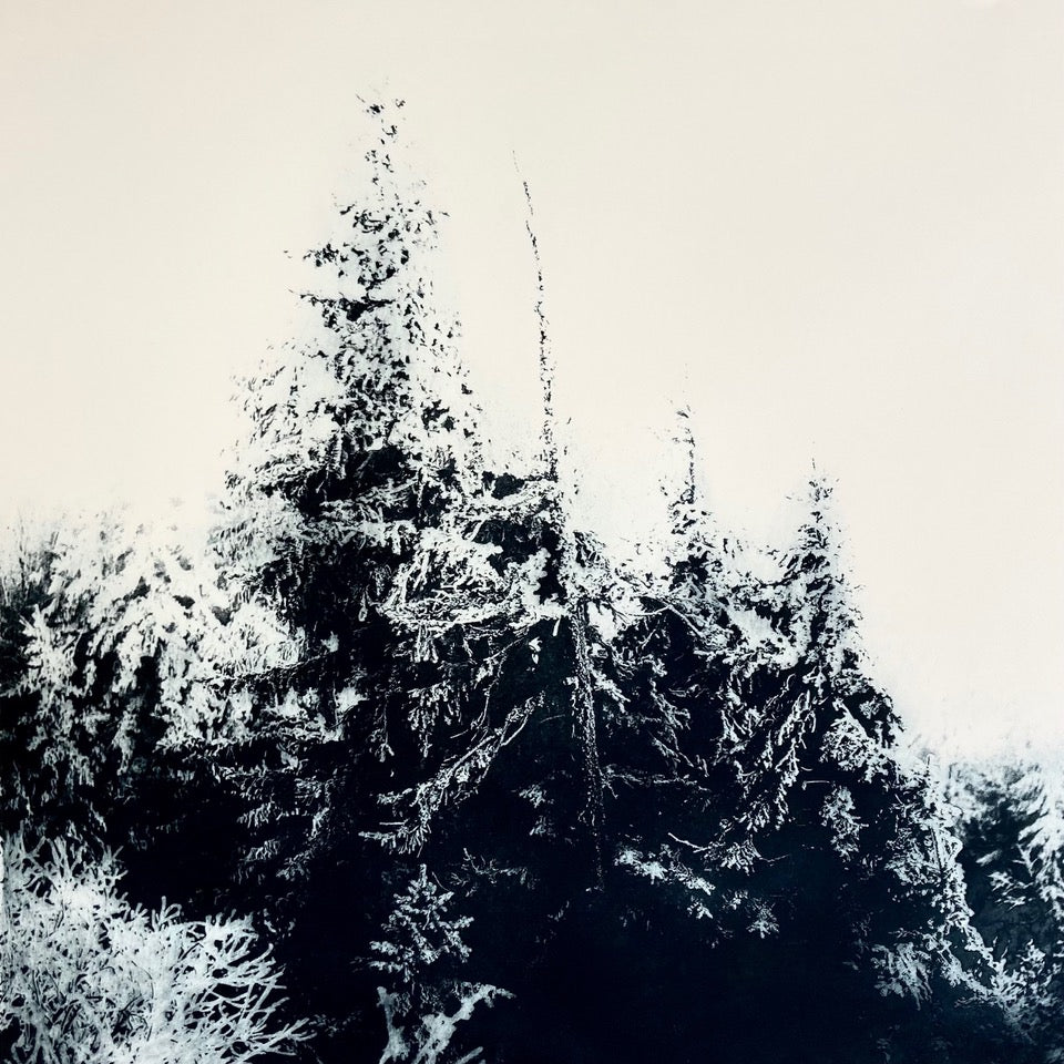 Sarah Duncan: Bosque