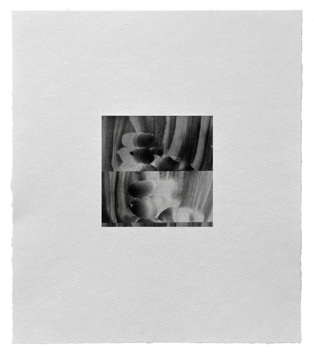 Ines Fernandez de Cordova: Luz