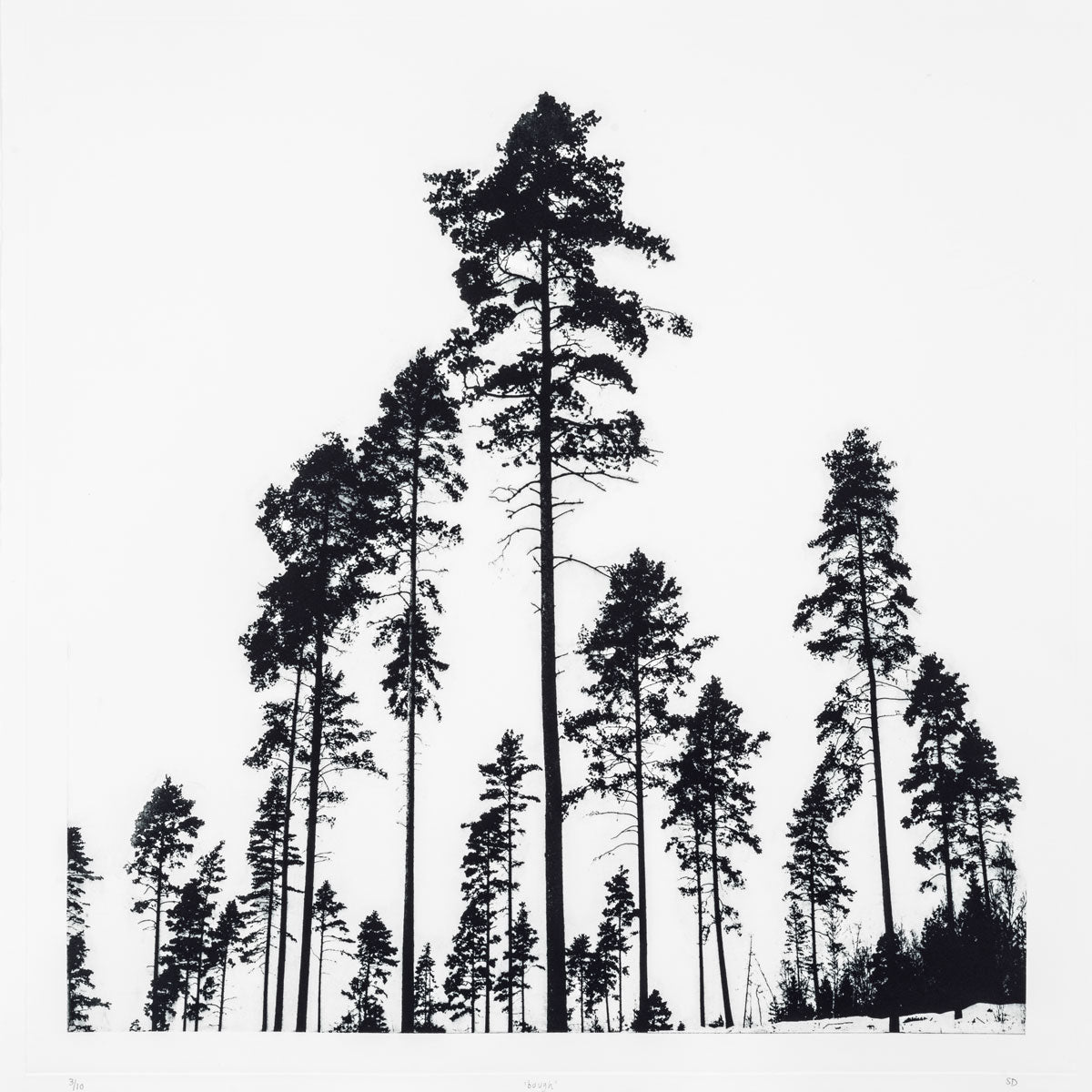 Sarah Duncan: Bough