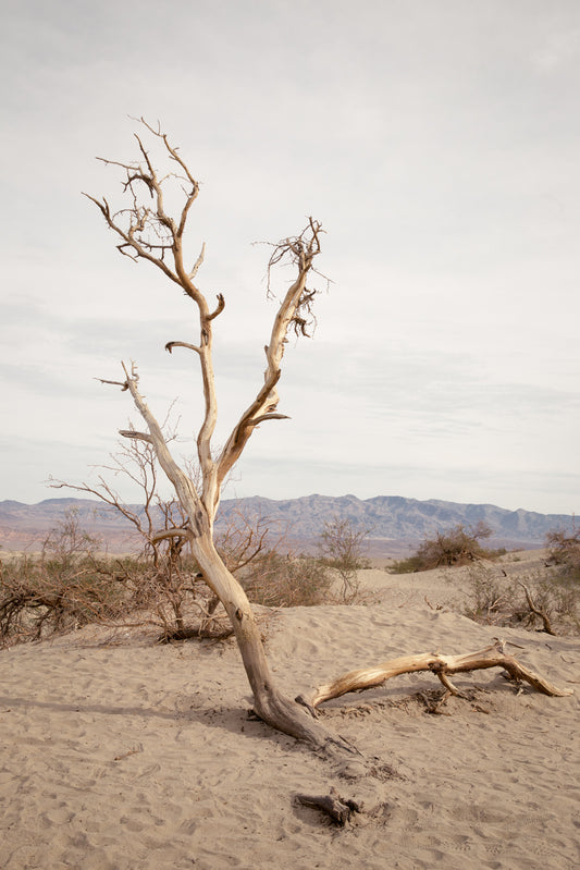 Bex Wade: For my love lies patiently