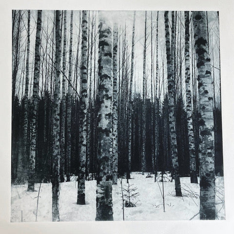 Sarah Duncan: Betulaceae