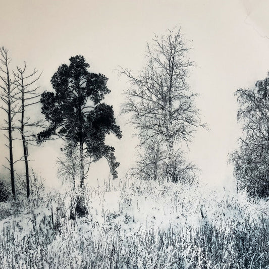 Sarah Duncan: Metsa