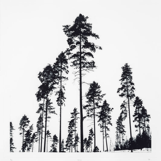 Sarah Duncan: Bough